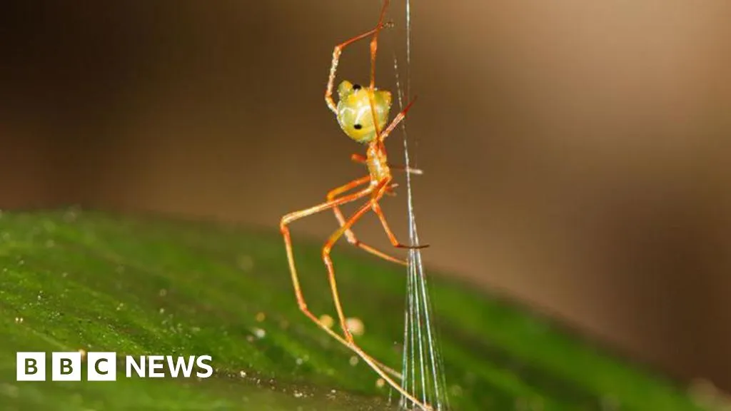 Spider which uses spring trap to capture prey discovered in Australia