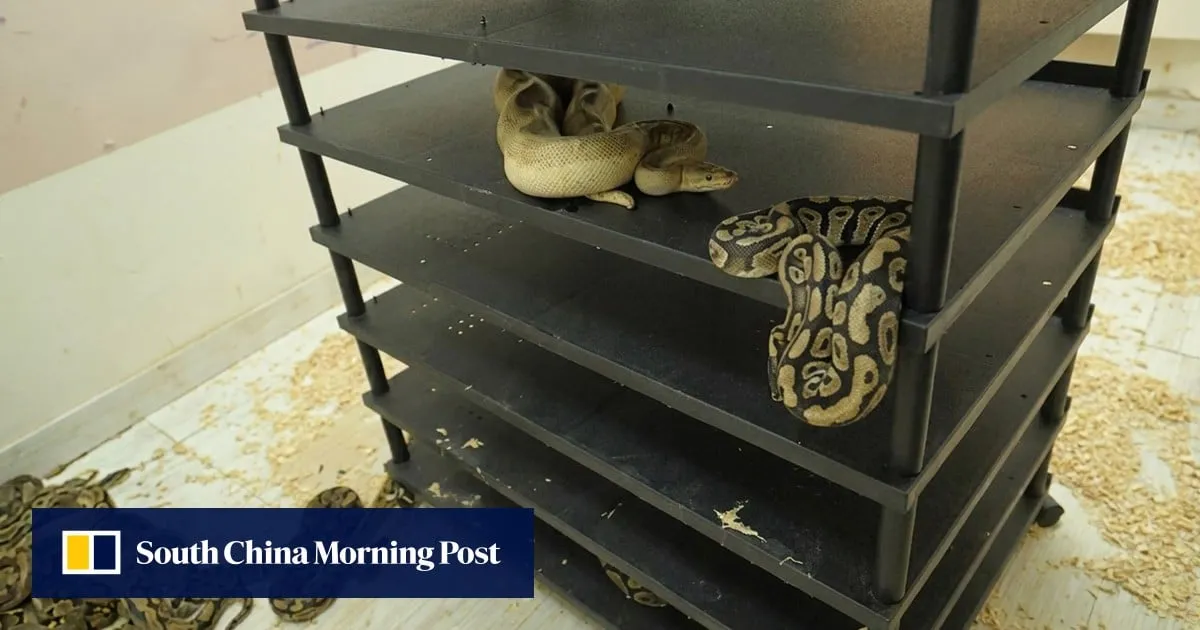 Chinese man jailed after flat’s high electricity usage exposes breeding of 300 snakes