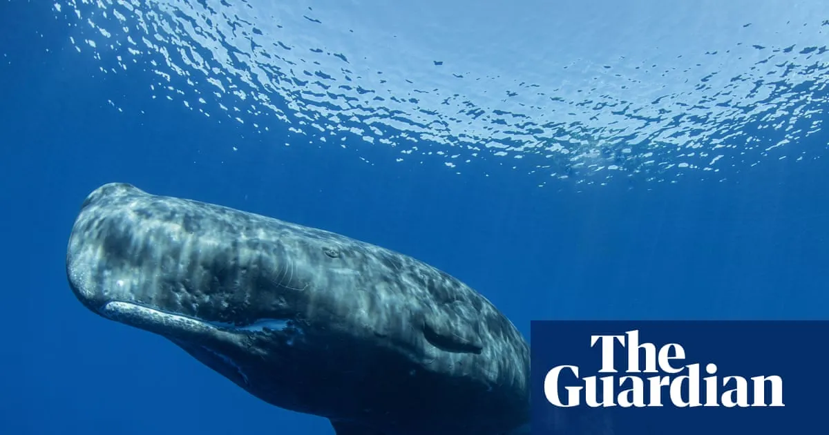 Different sperm whale ‘dialects’ detected on separate sides of the Mediterranean