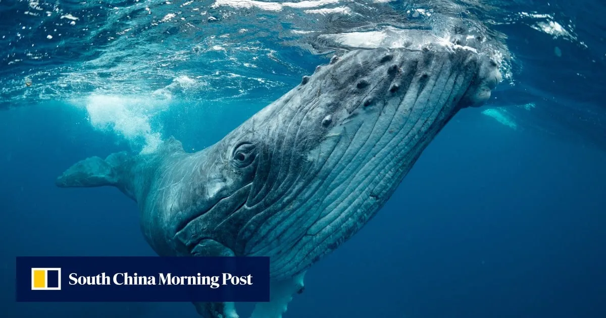 China bids to host High Seas Treaty secretariat, even as US exits UN bodies