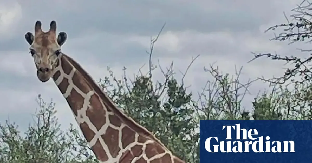 Gracie the giraffe who loves to wander found safe after search with community help
