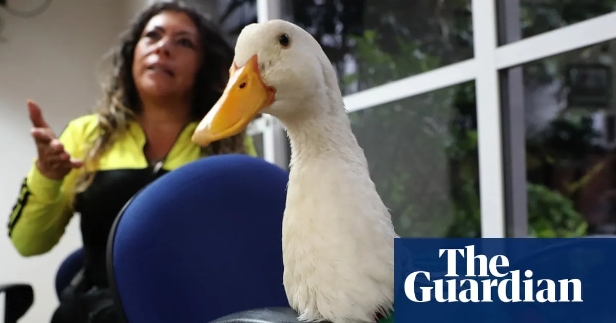 Duck off: World Cup hero Merlín barred from Mexico game due to Fifa’s animal ban