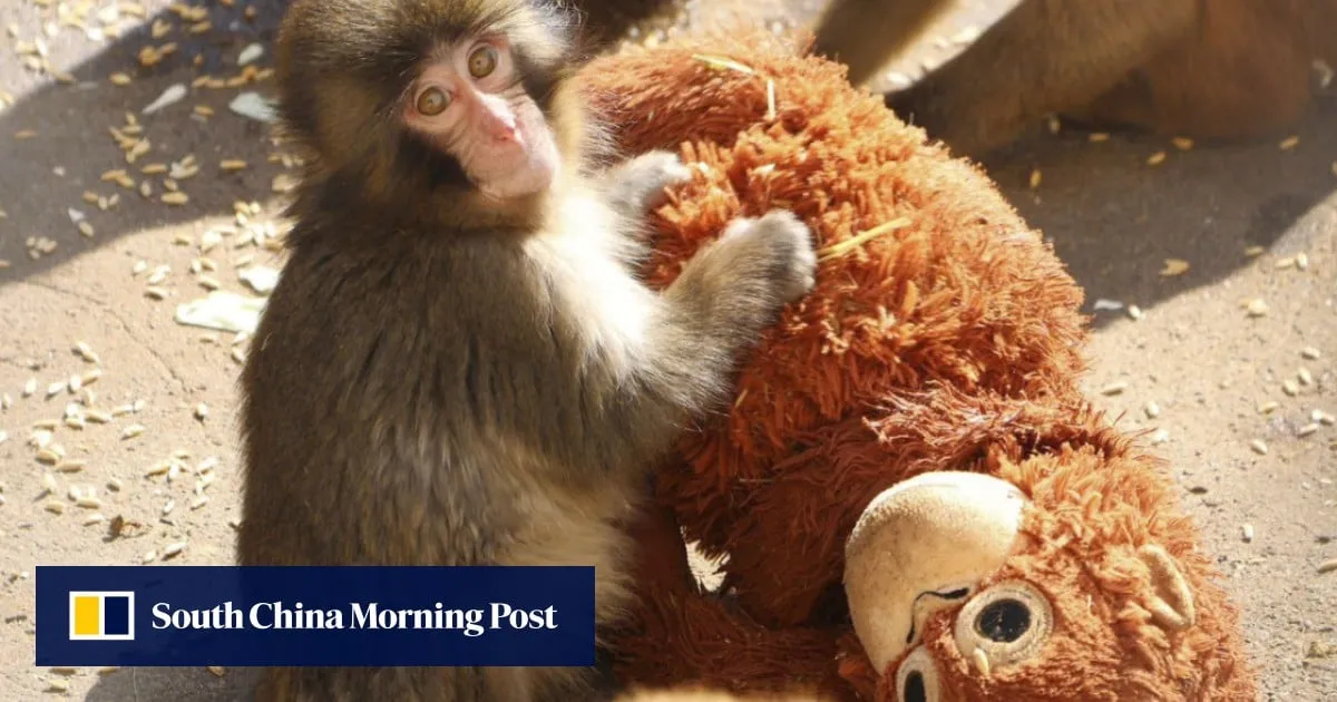 Laser aimed at Punch the monkey in Japan prompts zoo’s ‘unacceptable’ warning