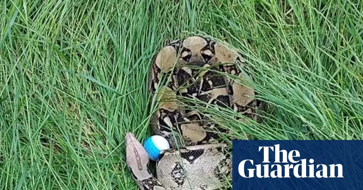 Exotic hazard: golfers confront 3-metre-long boa constrictors on UK course