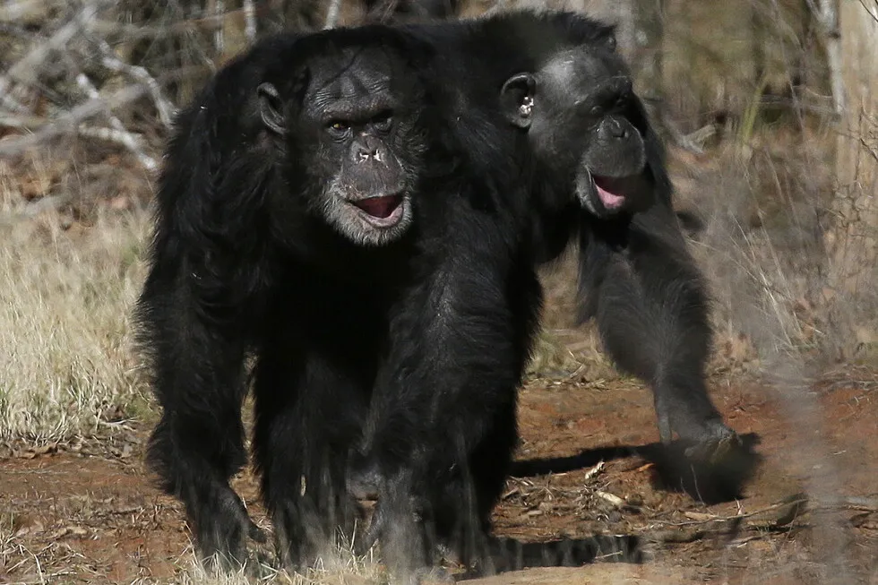 Get a load of this: Humans and great apes share similar giggles