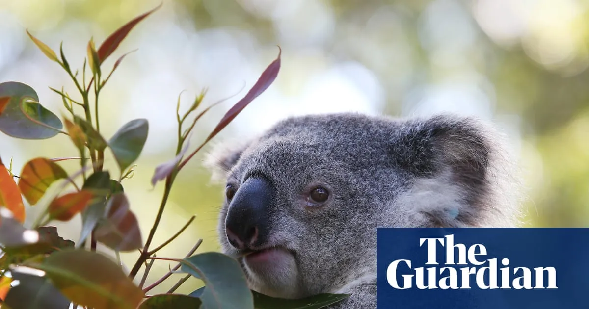Park to protect 12,000 koalas to go ahead via contentious carbon credit deal by Albanese government
