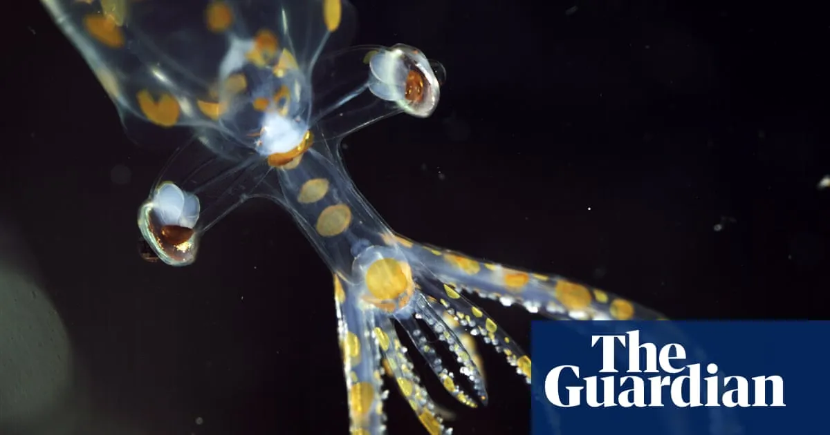 ‘Chock full of incredible animals’: marine expedition uncovers 31 new species in two weeks
