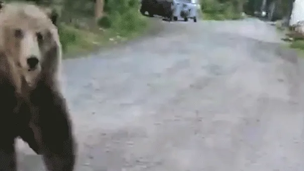 Woman stalked by charging bear on morning dog walk captures terrifying encounter on camera