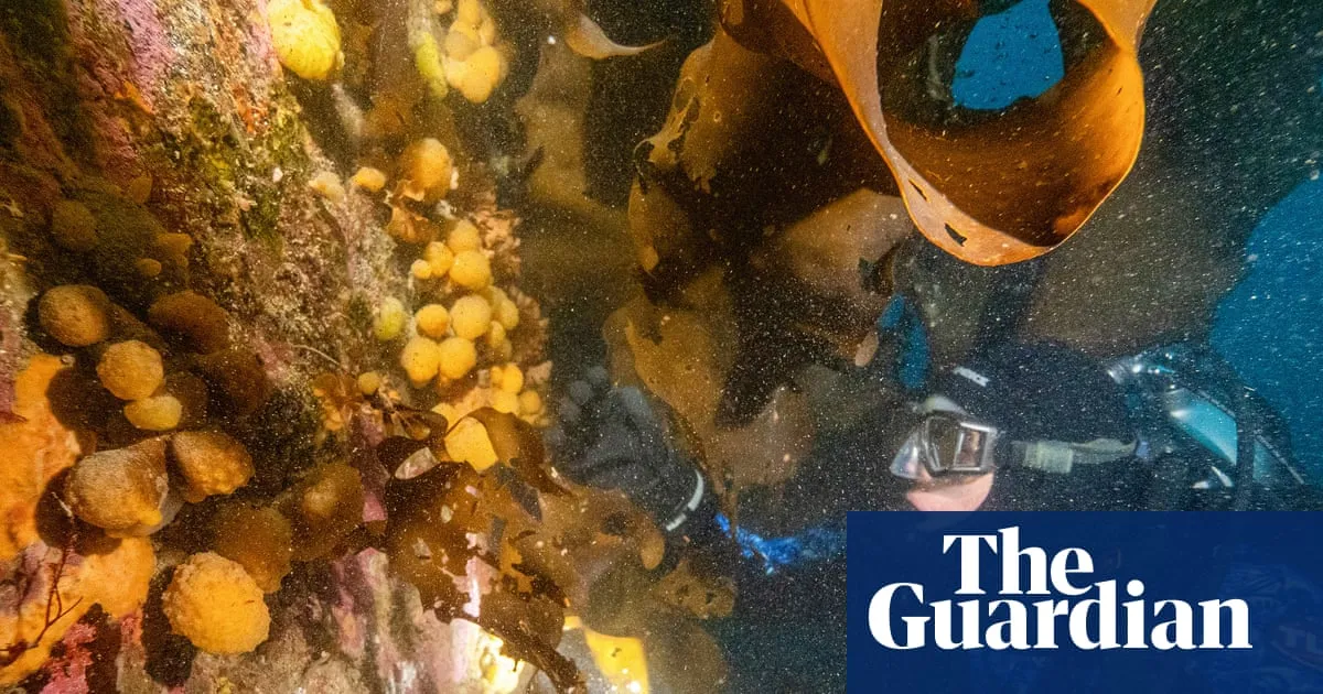 Tiny Antarctic sea creature could be key to treating melanoma, researchers say