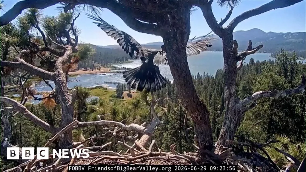 Watch: Young bald eagle takes first flight in California