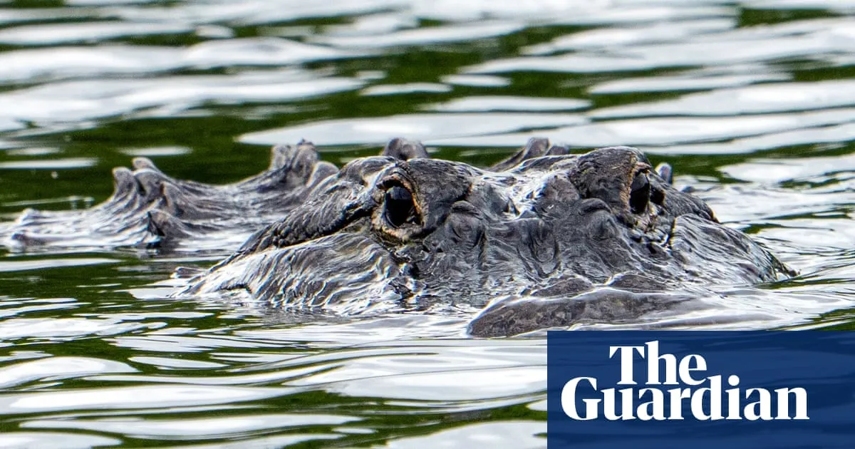Florida woman swimming in river killed in rare alligator attack at state forest