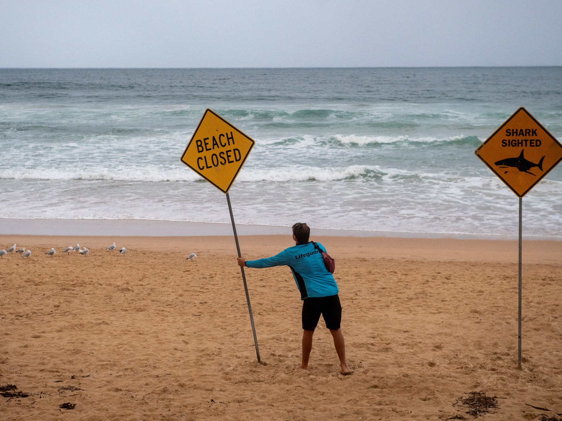 Australia closes dozens of east coast beaches after shark attacks