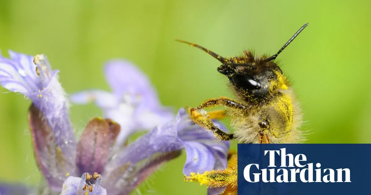 Specieswatch: How heatwaves play havoc with bees’ fertility