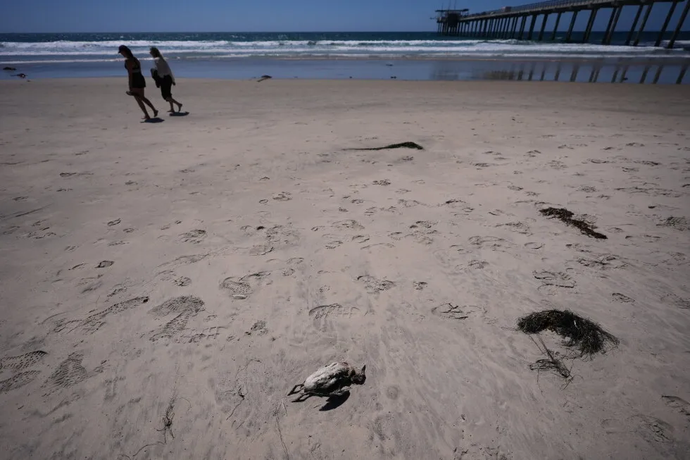 A marine heat wave caused seabird deaths off California. El Nino could worsen the die-off