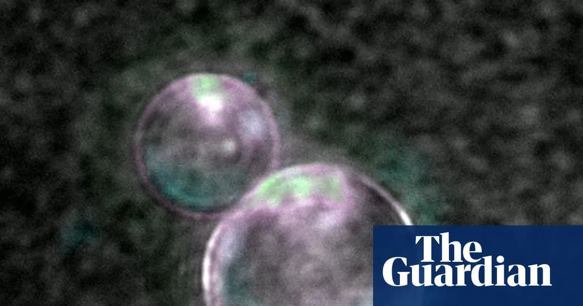 ‘Beautiful blobs’: synthetic life a step closer as scientists make cells using lab-made DNA