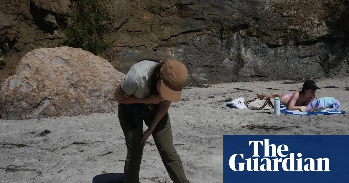 Scientists fear seabird die-off as El Niño looms: ‘We don’t know how bad this is will get’