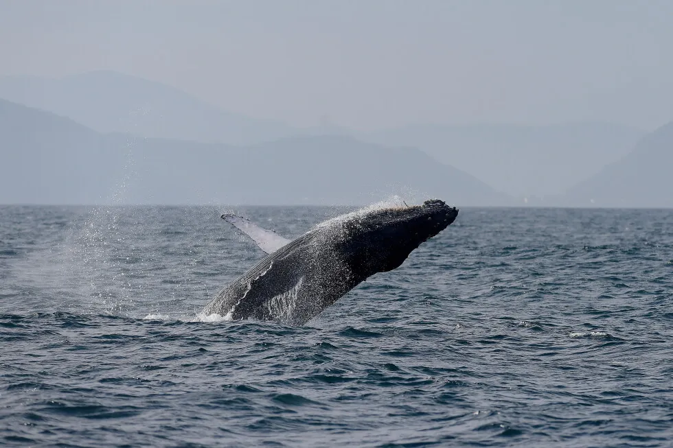 Sightings of humpback whales surge in Rio de Janeiro, fueling demand for whale-watching trips