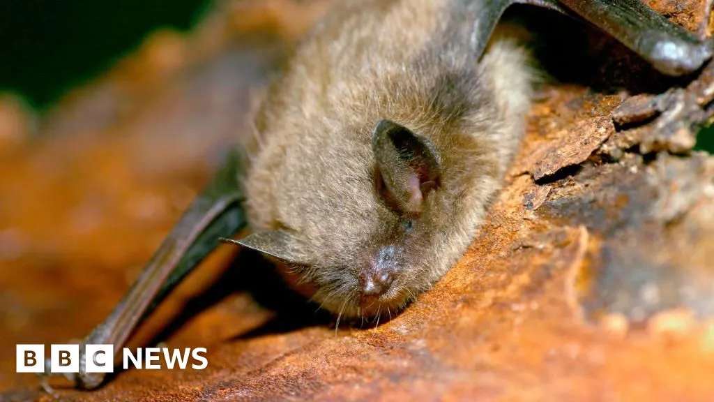 Canadian boy, 11, dies of rabies after waking to bat on his face