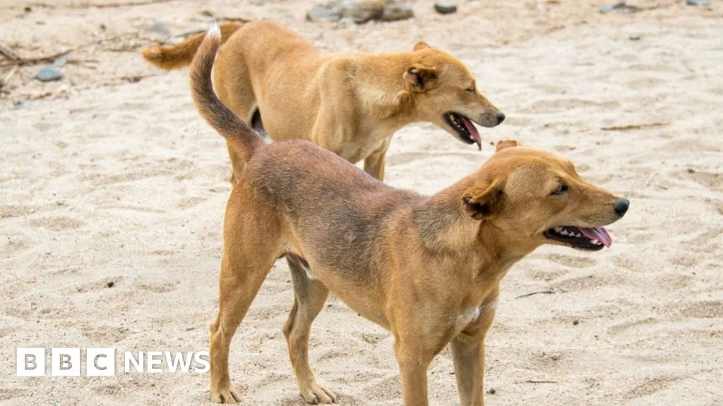 Residents of Ethiopian town forced to kill hundreds of their own dogs after rabies deaths