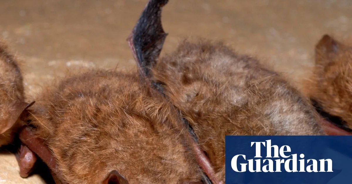 Canadian boy dies of rabies after waking to find bat on his face
