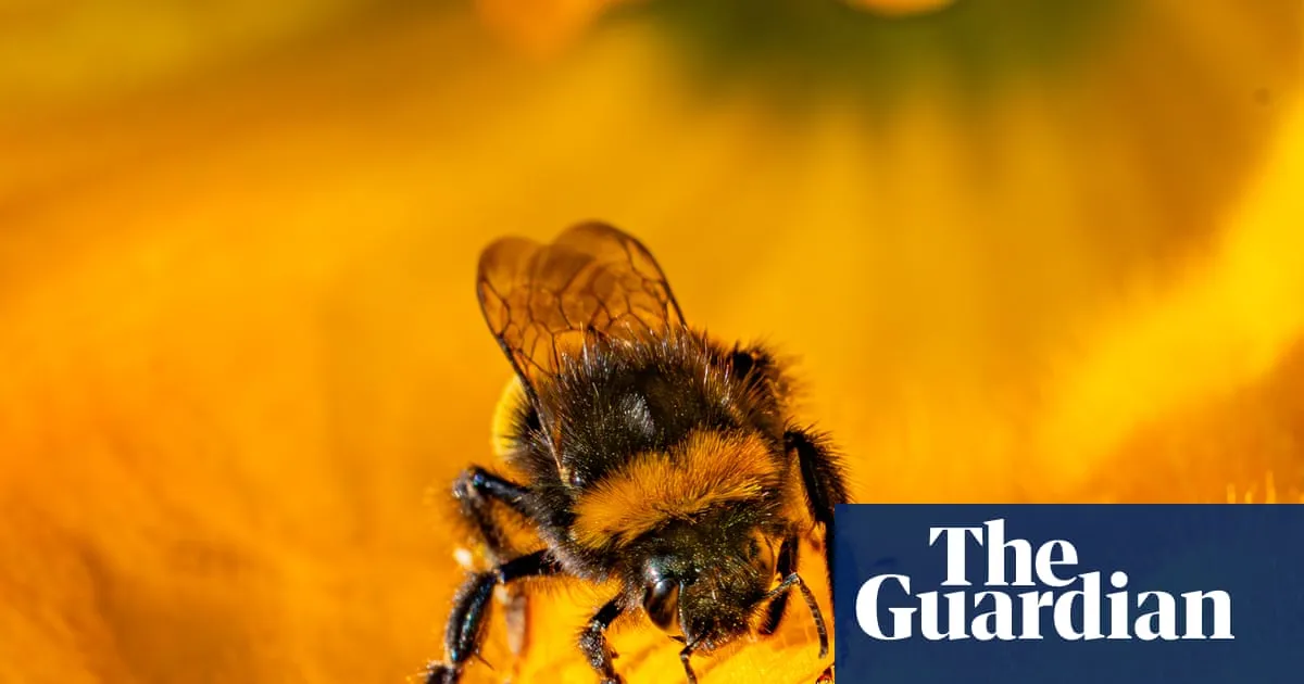 Defra breached law when it let farmers use bee-killing pesticide, watchdog says