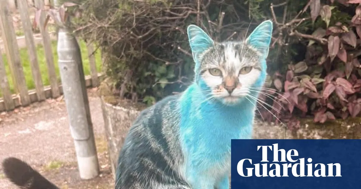 ‘Why is your cat blue?’: Wilbur, the pet who changed colour, puzzles owners