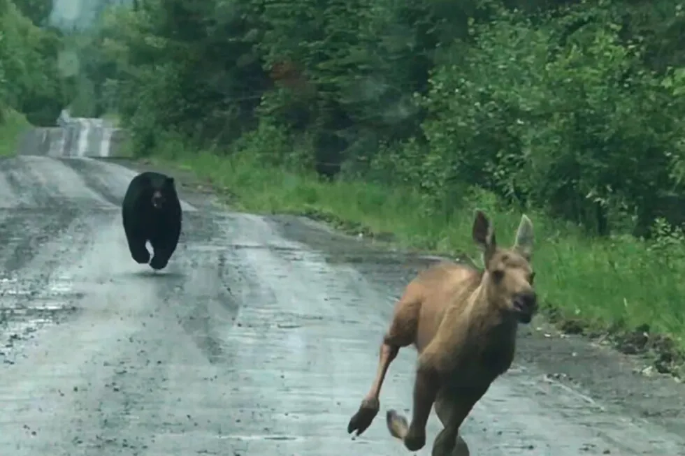 Maine couple spots a bear chasing a moose calf and helps it escape