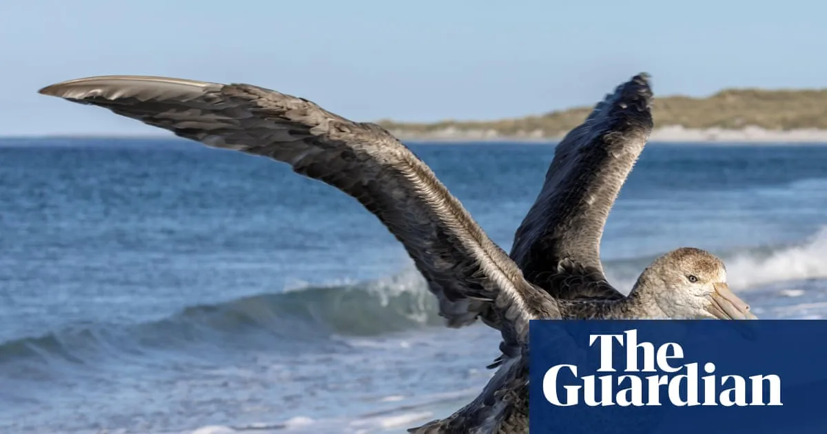 NSW records first suspected case of deadly H5 bird flu as virus reaches Australia’s east coast