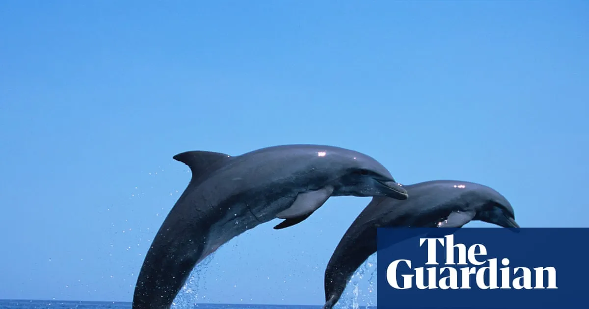 ‘Scavenger’ dolphins increasingly rely on trawlers for food in overfished Adriatic, say scientists