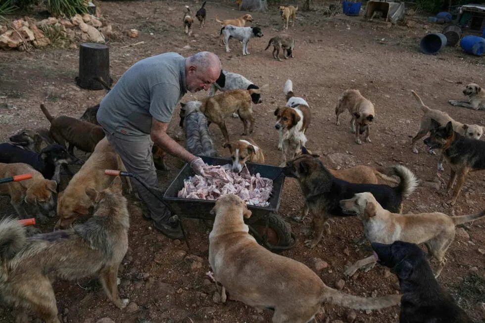 An animal rescuer cares for pets and livestock stranded by war in southern Lebanon
