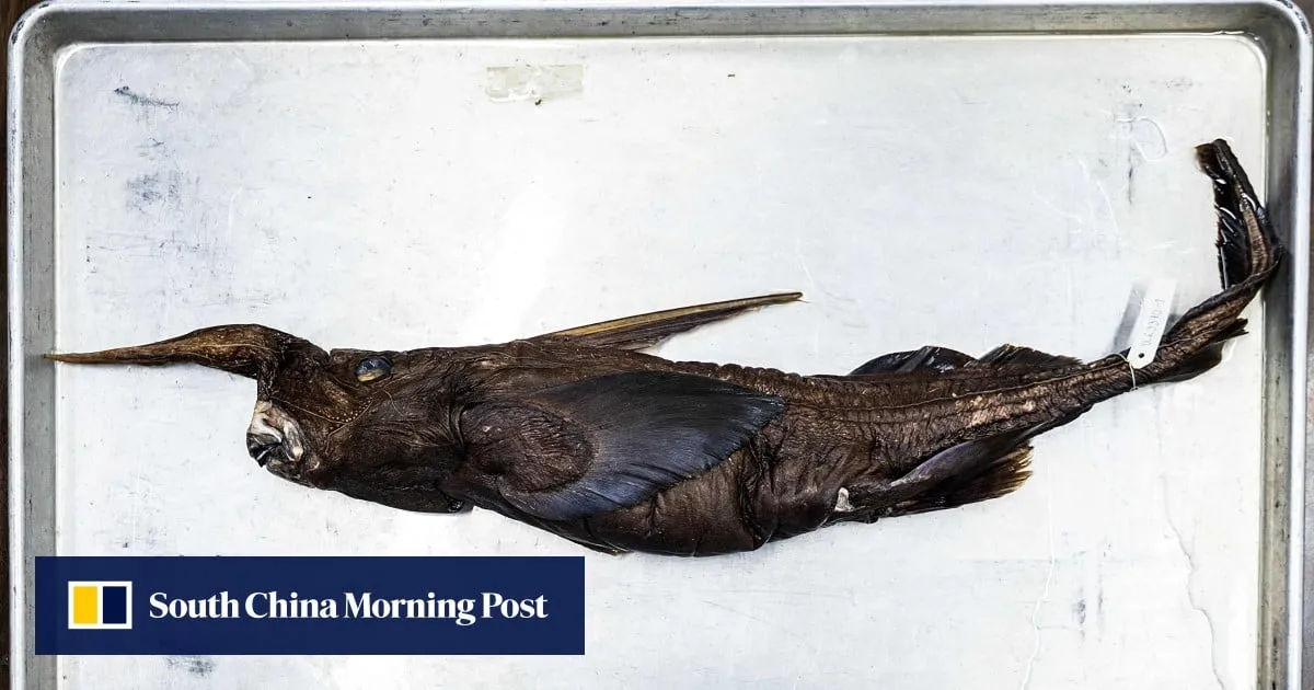 New ghost shark species may have been found in Costa Rica