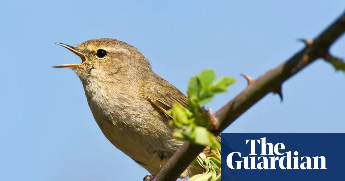 Birdsong data from Merlin ID app to help global biodiversity project