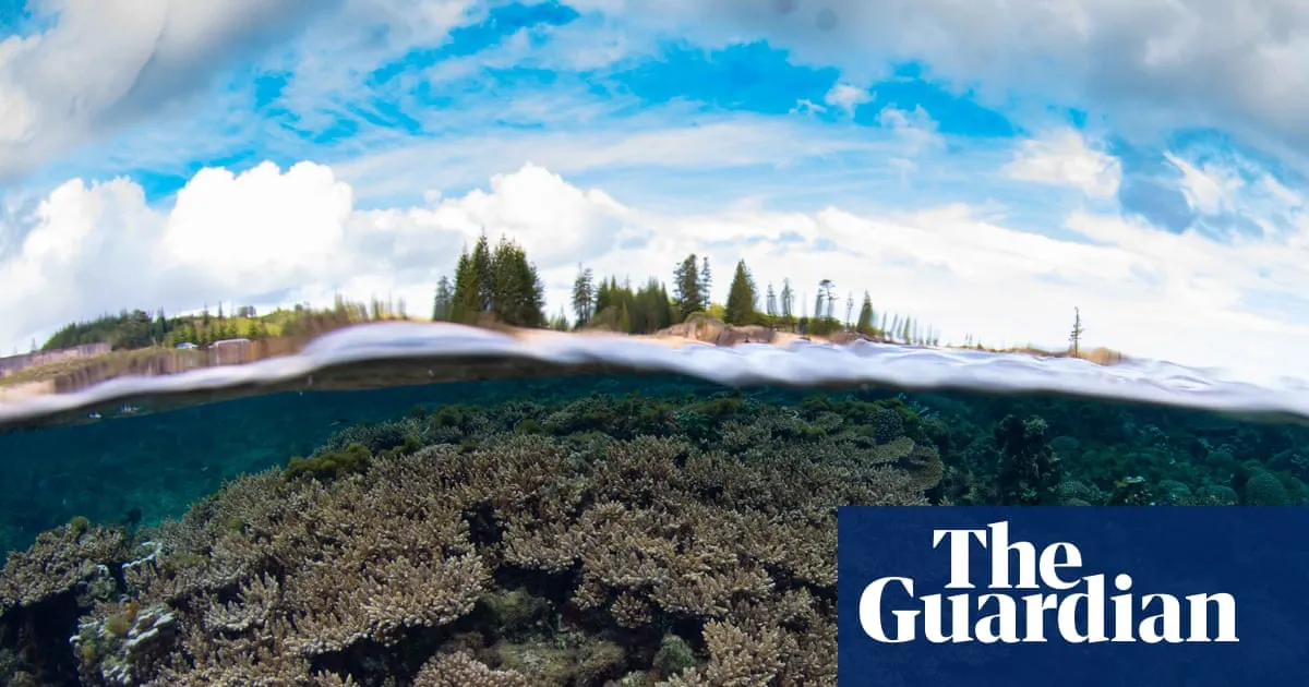 Norfolk Island’s unique corals under triple threat from disease, El Niño and now government-approved dredging