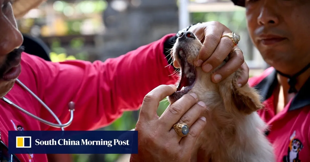 As Bali battles rabies surge, does dog meat raise the risk?