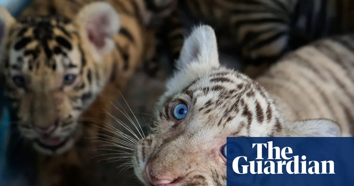 Cuban zoo celebrates birth of Bengal tigers amid energy crisis