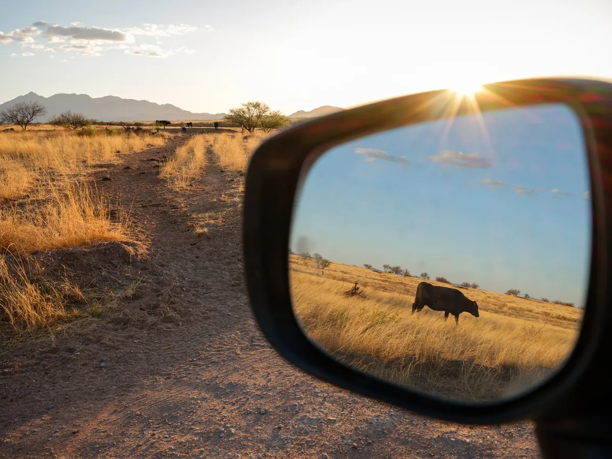The First Major Overhaul of Public Lands Grazing Regulations in a Generation Looks to Cut Out Public Involvement