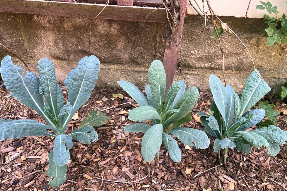 Who says a vegetable garden needs full sun? Some plants do well in shadier spots