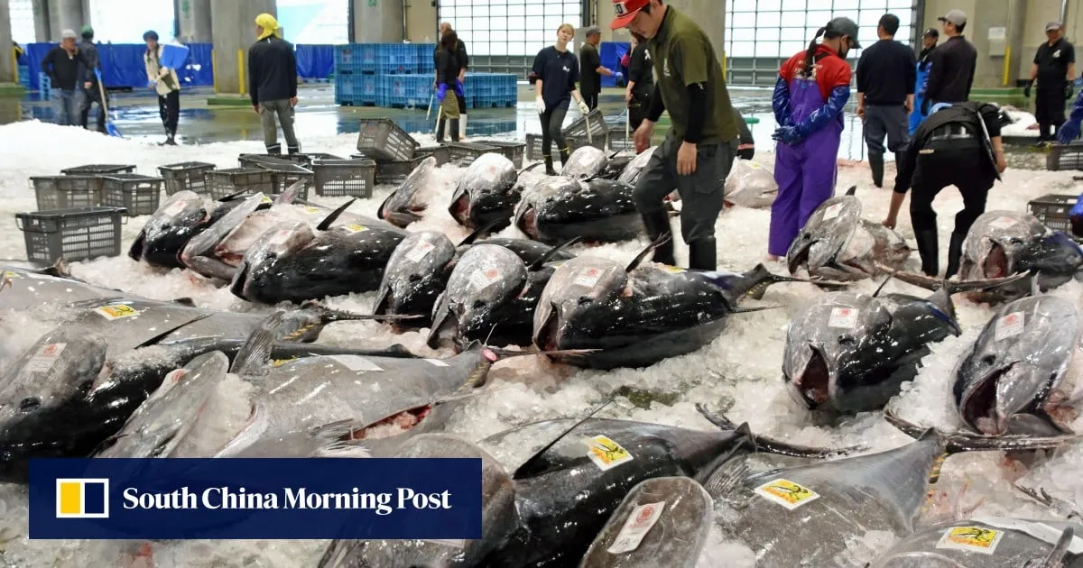 Why a bluefin tuna boom is slicing into livelihoods of Japanese fishermen