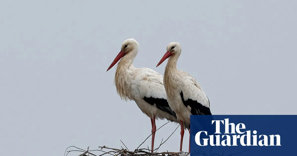 Health risk fears for storks in Europe over ‘junk food’ from landfill