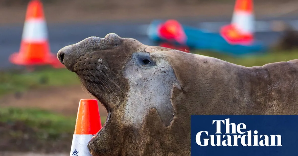 Neil the one-tonne elephant seal causing traffic jams in rural Tasmania has returned to sea – for now