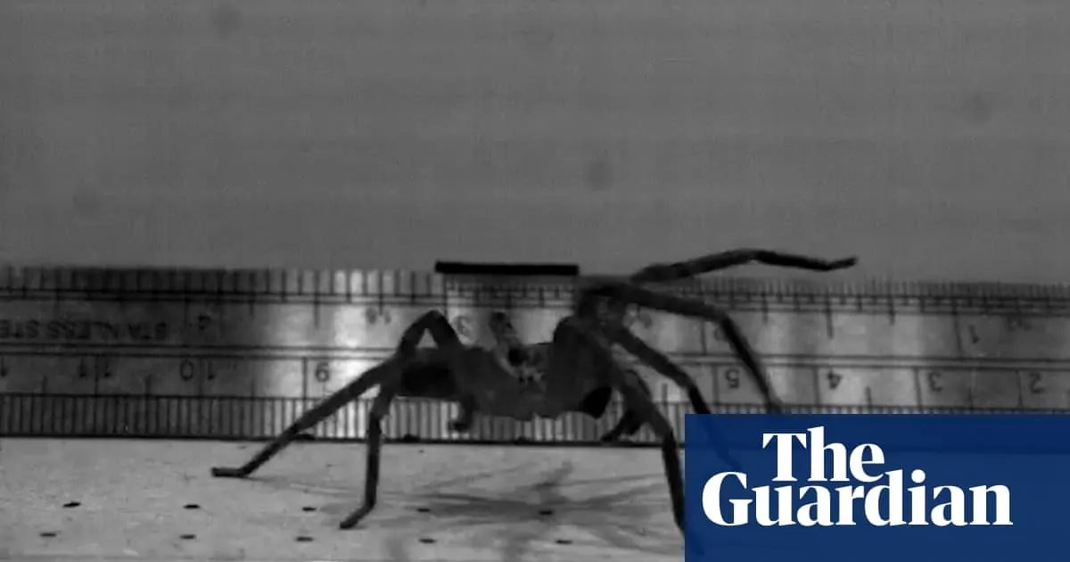 This huge hairy-legged Australian arachnid may be the fastest spider on the planet