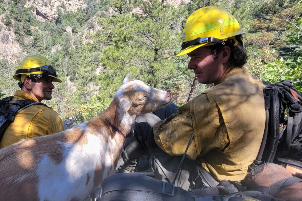 The GOAT: Hooved friend provides moral support to firefighters in Colorado