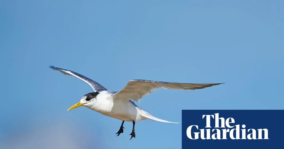 Deadly H5 bird flu found in local Australian seabird for first time