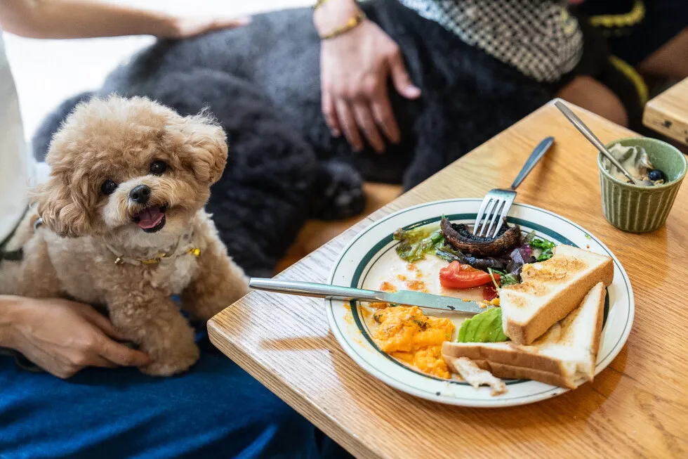 Hong Kong eateries welcome dogs in a step to promote a pet-friendly society