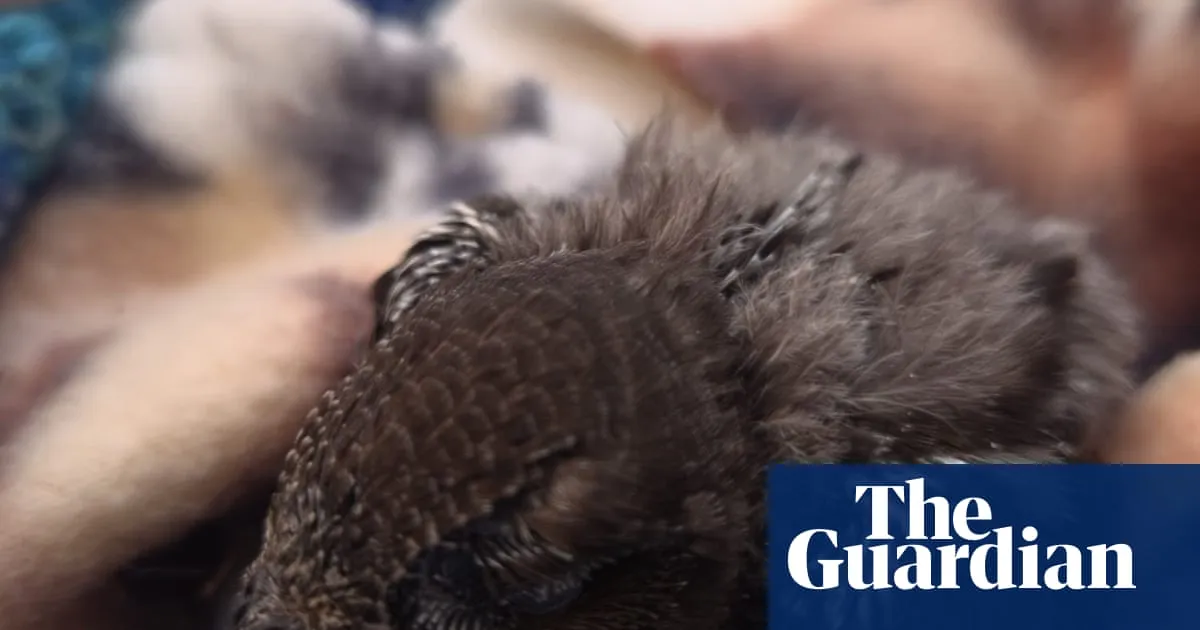 Swift nest reportedly thrown in skip during house renovations in South Tyneside