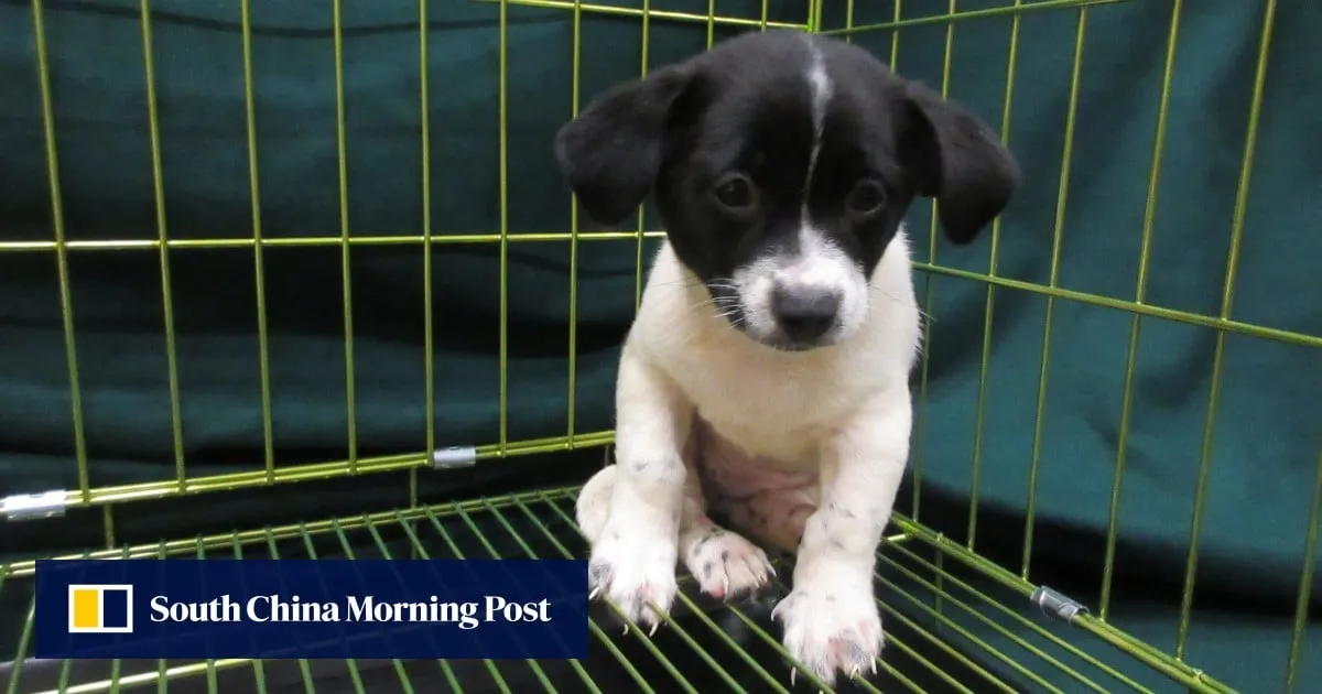 2 women arrested at Hong Kong border after dog, endangered birds found in bags