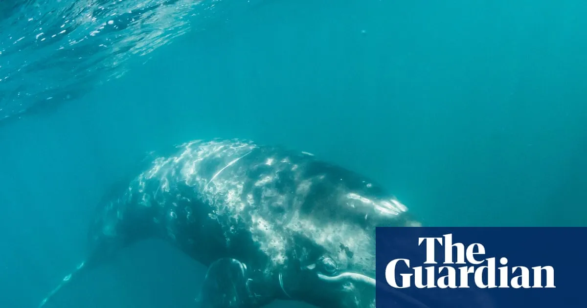 Pacific gray whales facing ‘catastrophic’ die-off as climate crisis hits food supply