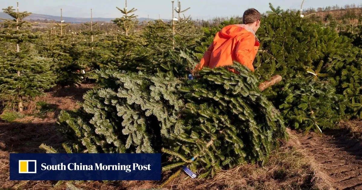 The loudest voices in US-China trade talks? Christmas tree growers