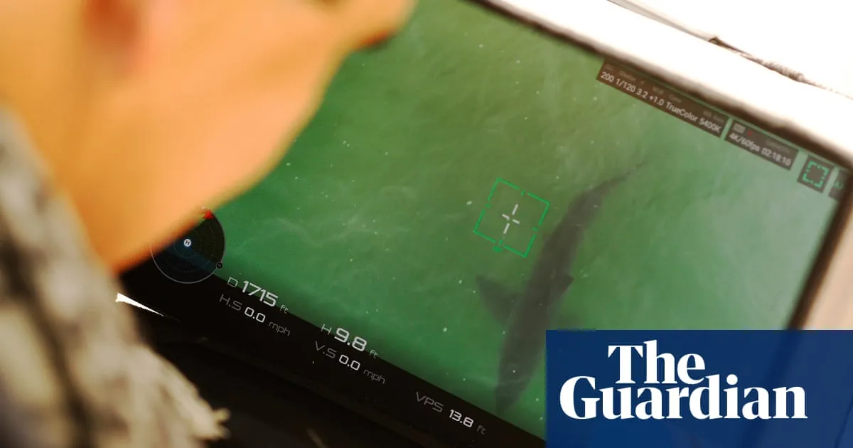 Drones are detecting more sharks at US beaches but do they make public safer?