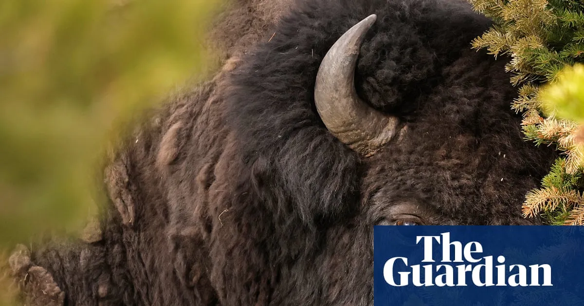 Bull bison tosses Yellowstone tourist 8ft in air, with run-in caught on video